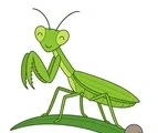 Gentle praying mantis with folded front legs standing on a simple leaf stem on a white background.