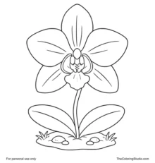 Large orchid flower with broad petals, green leaves, and a small garden patch on a white background.