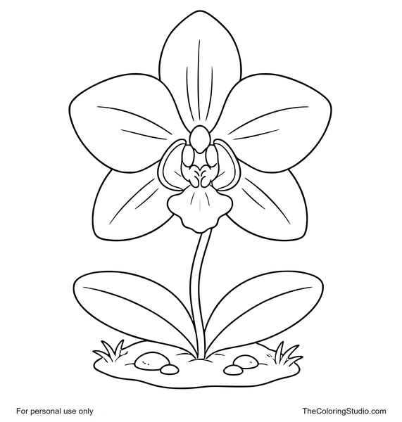 Large orchid flower with broad petals, green leaves, and a small garden patch on a white background.