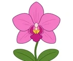 Large orchid flower with broad petals, green leaves, and a small garden patch on a white background.