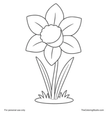 Large daffodil with yellow petals, trumpet center, green leaves, and a small garden patch on a white background.