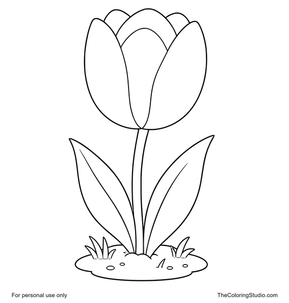 Large tulip bloom with broad green leaves on a simple garden patch and white background.