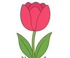 Large tulip bloom with broad green leaves on a simple garden patch and white background.