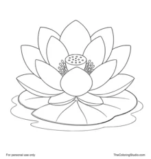 Large pink lotus flower on a broad green leaf with a simple water patch on a white background.