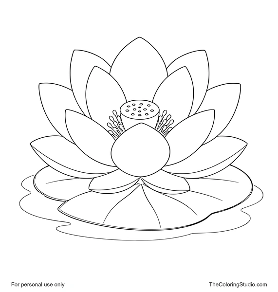Large pink lotus flower on a broad green leaf with a simple water patch on a white background.