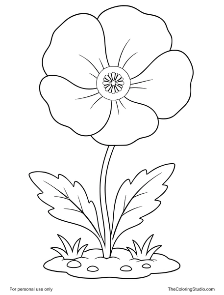 Large red poppy flower with broad petals, green leaves, and a small garden patch on a white background.