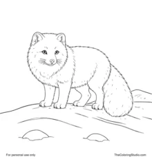 Arctic fox standing alert on a snowy ridge with a bushy tail, small rocks, and a distant snowbank.