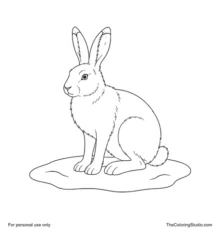Adult Arctic hare sitting on a small snow patch with upright ears, folded hind legs, broad feet, and a short tail.