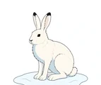 Adult Arctic hare sitting on a small snow patch with upright ears, folded hind legs, broad feet, and a short tail.