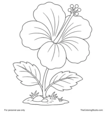 Large hibiscus flower with broad petals, green leaves, and a small garden patch on a white background.