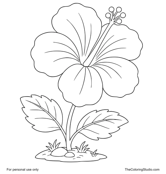 Large hibiscus flower with broad petals, green leaves, and a small garden patch on a white background.