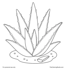 Aloe vera plant with broad pointed green leaves on a small ground patch and white background.