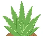 Aloe vera plant with broad pointed green leaves on a small ground patch and white background.