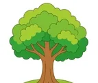 Leafy tree with a broad rounded canopy, sturdy trunk, and small fallen leaves on a white background.