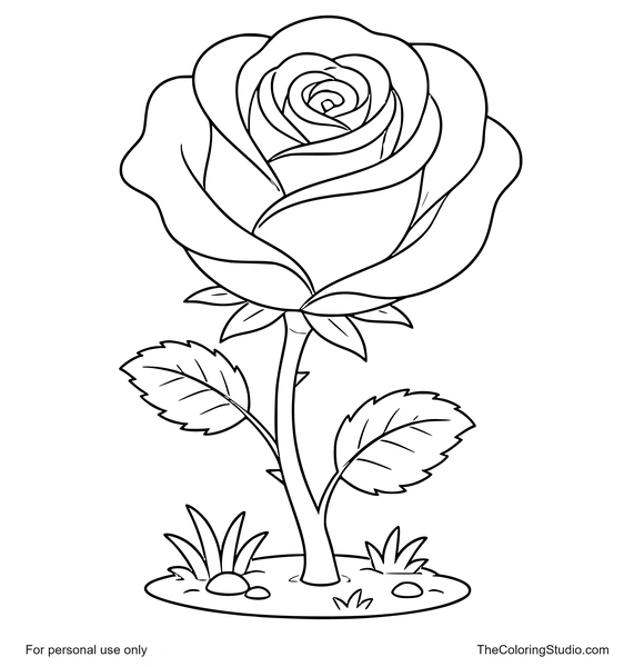 Large rose bloom with layered petals, green leaves, and a small garden patch on a white background.