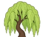 Willow tree with drooping green leaf masses, curved trunk, and small fallen leaves on a white background.