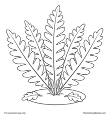 Fern plant with broad green fronds and two small fallen leaflets on a white background.