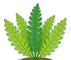 Fern plant with broad green fronds and two small fallen leaflets on a white background.