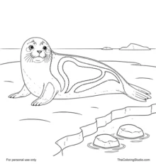 Harp Seal Resting On Arctic Ice Coloring Page