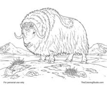 Adult musk ox standing on snowy Arctic tundra with curved horns, shaggy fur, rocks, grass, and distant mountains.