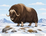 Adult musk ox standing on snowy Arctic tundra with curved horns, shaggy fur, rocks, grass, and distant mountains.