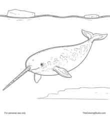 Adult narwhal swimming beneath Arctic ice with one long tusk, two flippers, broad tail flukes, and water currents.