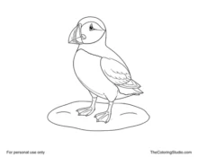 Adult puffin standing on snow with a black head, white face, orange beak, small wings, and two webbed feet.