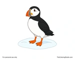 Adult puffin standing on snow with a black head, white face, orange beak, small wings, and two webbed feet.