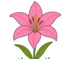 Large lily flower with broad petals, green leaves, and a small garden patch on a white background.