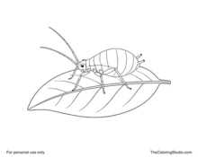 Green aphid with six legs, long antennae, and two short rear cornicles standing on a broad simple leaf.