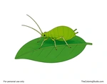 Green aphid with six legs, long antennae, and two short rear cornicles standing on a broad simple leaf.