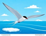 Adult Arctic tern gliding over polar water with pointed wings, a black cap, red beak, forked tail, and a small ice floe.