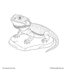 Pet bearded dragon with a broad head, spiky beard, sturdy legs and tapered tail resting on a low rock.