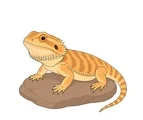 Pet bearded dragon with a broad head, spiky beard, sturdy legs and tapered tail resting on a low rock.