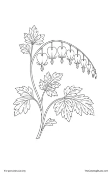 Bleeding heart plant with pink pendant heart-shaped flowers on an arching stem and soft green compound leaves.