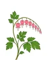Bleeding heart plant with pink pendant heart-shaped flowers on an arching stem and soft green compound leaves.