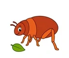 Simple cartoon flea with six legs, enlarged rear jumping legs, short antennae, and one small green leaf.