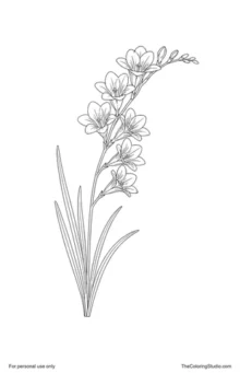 Freesia stem with coral and peach funnel-shaped flowers, small upper buds, and long narrow green leaves.