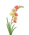 Freesia stem with coral and peach funnel-shaped flowers, small upper buds, and long narrow green leaves.