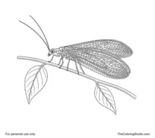 Green lacewing with four delicate veined wings and long antennae perched on a slender leafy stem.