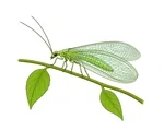 Green lacewing with four delicate veined wings and long antennae perched on a slender leafy stem.