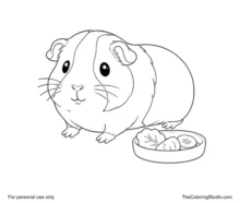 Guinea pig with a rounded two-color coat beside a small food dish on a plain white background.