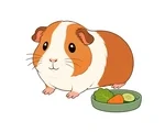 Guinea pig with a rounded two-color coat beside a small food dish on a plain white background.