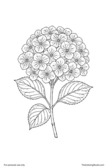 Hydrangea stem with a rounded blue-violet flower cluster, broad serrated green leaves, and a clean white background.