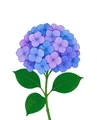 Hydrangea stem with a rounded blue-violet flower cluster, broad serrated green leaves, and a clean white background.
