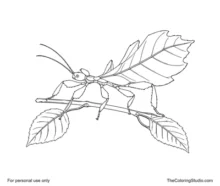 Leaf insect with a leaf-shaped green body and six slender legs resting along a simple leafy twig.