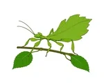 Leaf insect with a leaf-shaped green body and six slender legs resting along a simple leafy twig.