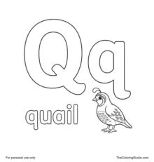 Large uppercase Q, smaller lowercase q, the word quail, and a colorful quail clue on a white background.