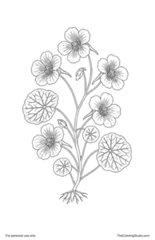 Nasturtium plant with orange-red five-petal flowers, visible floral spurs, round green leaves, and small buds.