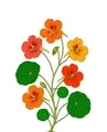 Nasturtium plant with orange-red five-petal flowers, visible floral spurs, round green leaves, and small buds.